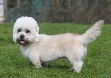 Photo : chien de race Dandie-Dinmont-Terrier sur Woopets