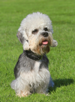 Photo : chien de race Dandie-Dinmont-Terrier sur Woopets