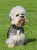 Photo : chien de race Dandie-Dinmont-Terrier sur Woopets