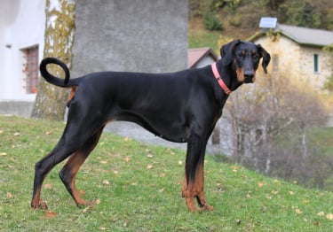 Photo : chien de race Dobermann sur Woopets