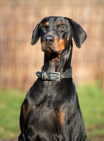 Dobermann Caractère Santé Alimentation Prix Et Entretien