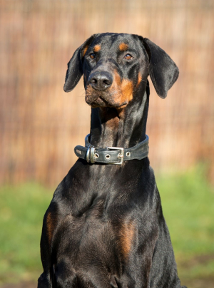 Photo : chien de race Dobermann sur Woopets