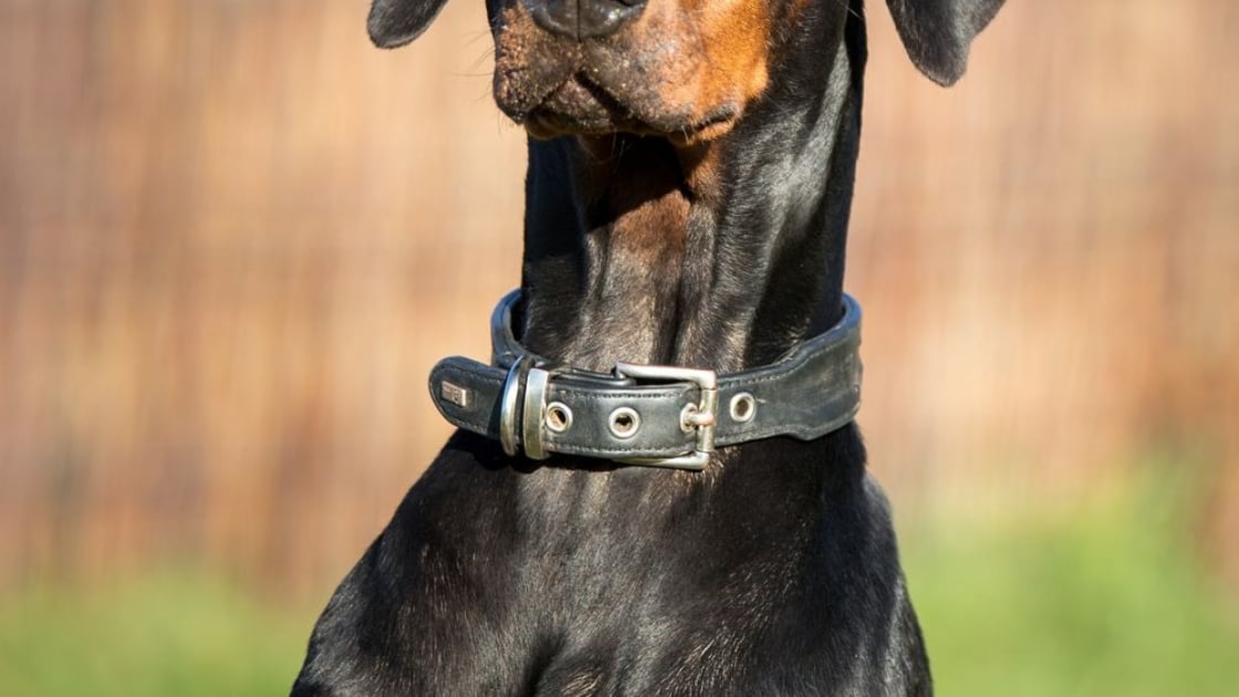 Dobermann Caractere Sante Alimentation Prix Et Entretien