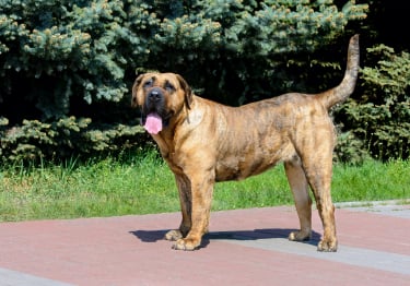 Photo : chien de race Dogo Canario sur Woopets