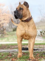 Photo : chien de race Dogo Canario sur Woopets