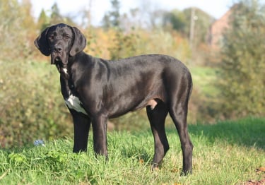 Photo : chien de race Dogue Allemand sur Woopets