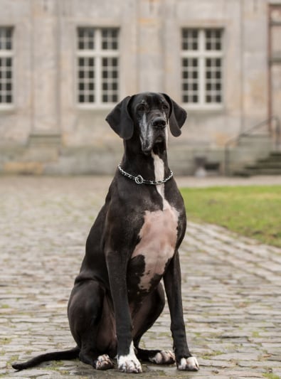 Dogue Allemand Caractère Santé Alimentation Prix Et