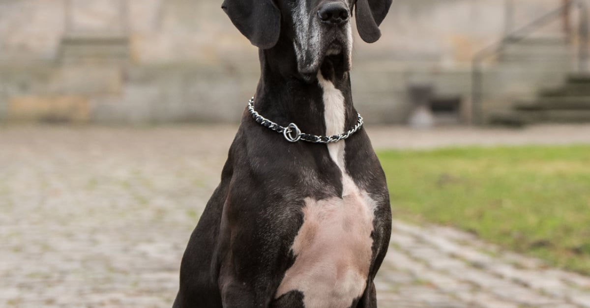 Photos Dogue Allemand Chiots Et Adultes Woopets