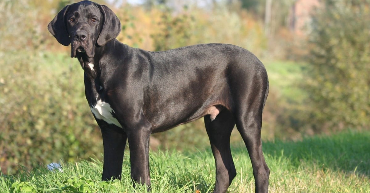 Dogue Allemand Caractere Sante Alimentation Prix Et Entretien