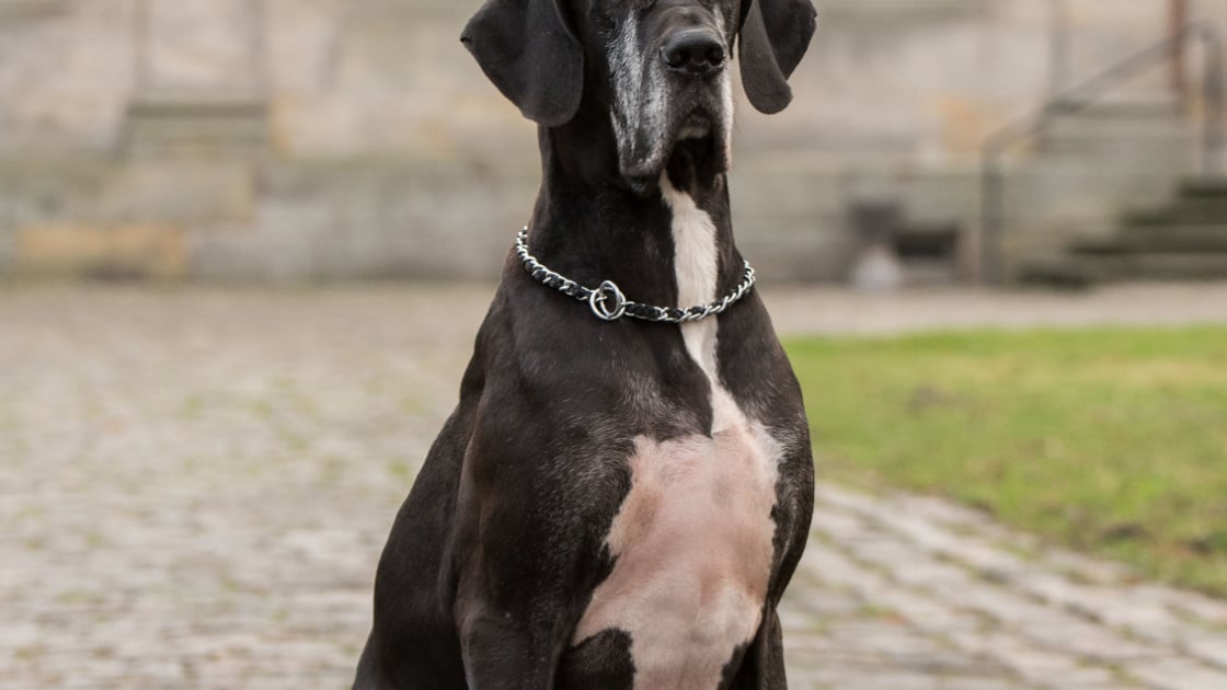 Dogue Allemand Caractere Sante Alimentation Prix Et Entretien