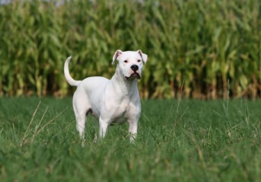 Photo : chien de race Dogue Argentin sur Woopets