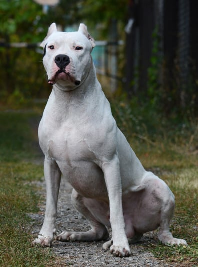 Dogue Argentin Caractère Santé Alimentation Prix Et