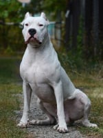 Photo : chien de race Dogue Argentin sur Woopets