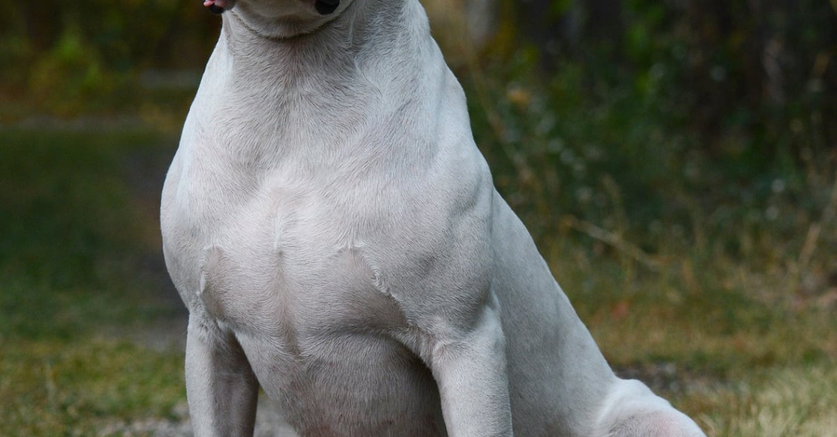 Dogue Argentin Caractère Santé Alimentation Prix Et