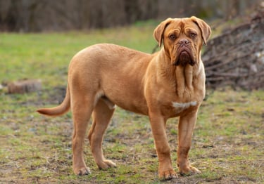 Photo : chien de race Dogue de Bordeaux sur Woopets