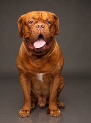 Photo : chien de race Dogue de Bordeaux sur Woopets