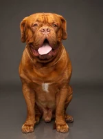 Photo : chien de race Dogue de Bordeaux sur Woopets