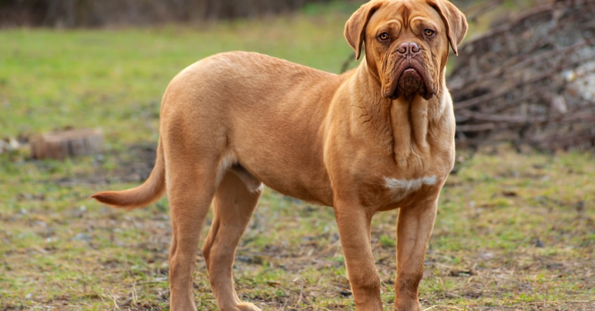 Coussinet - Forum A l'écoute du chien