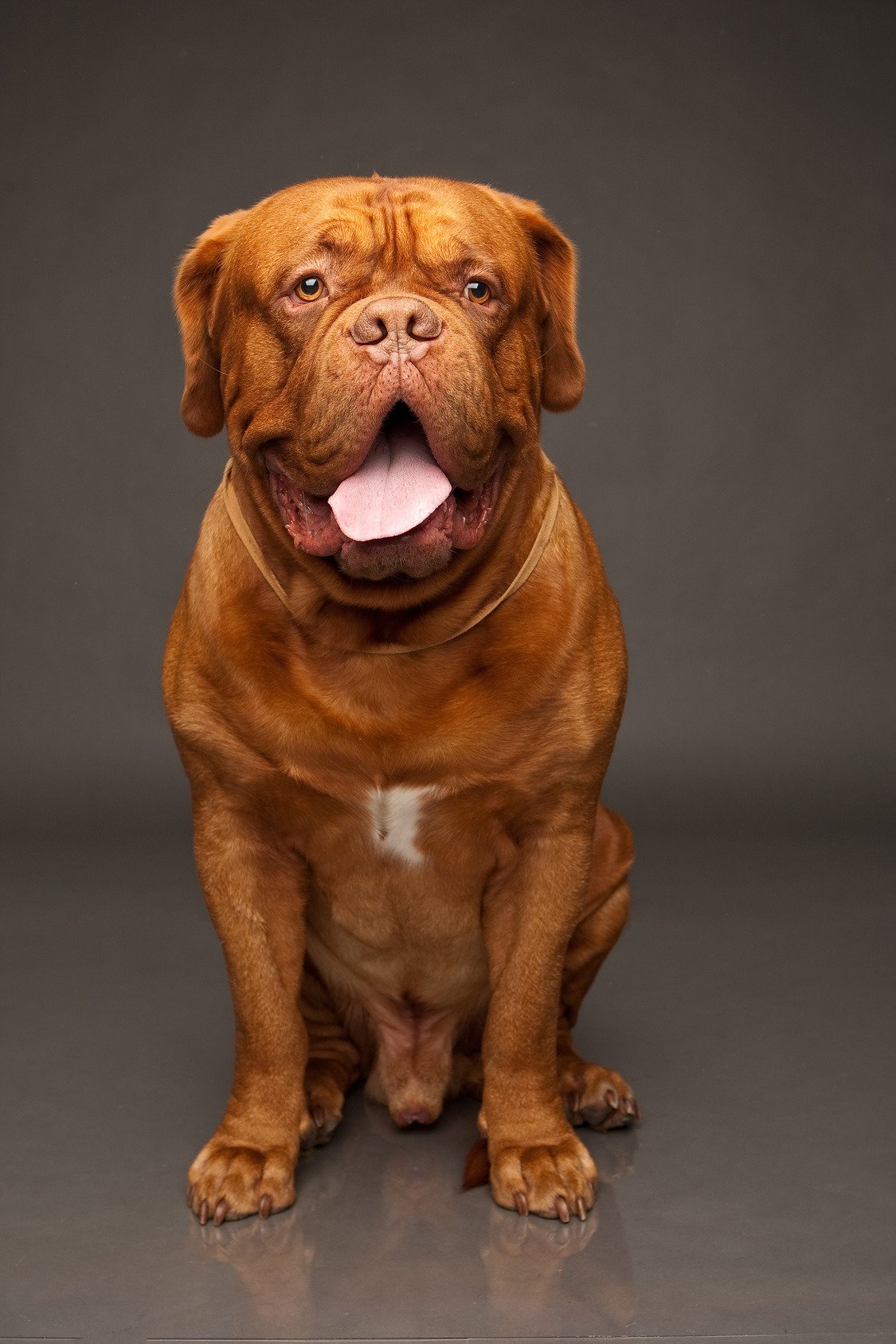 Dogue de Bordeaux caractère, santé, alimentation, prix et entretien