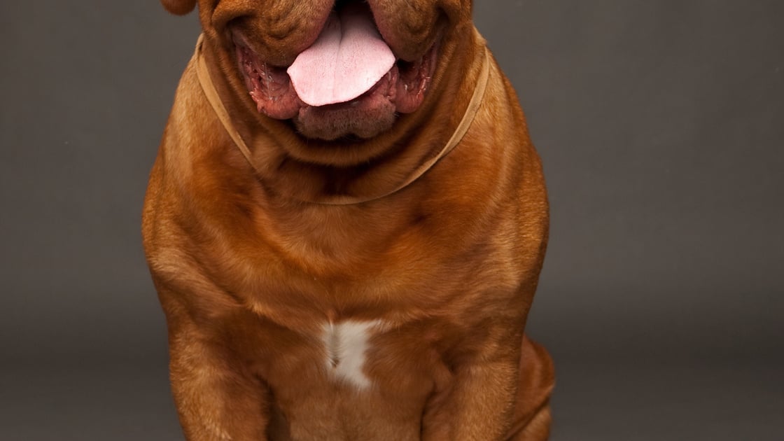 Dogue de Bordeaux : caractère, santé, alimentation, prix et entretien