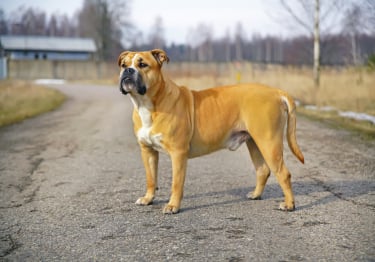 Photo : chien de race Dogue de Majorque sur Woopets