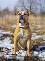 Photo : chien de race Dogue de Majorque sur Woopets