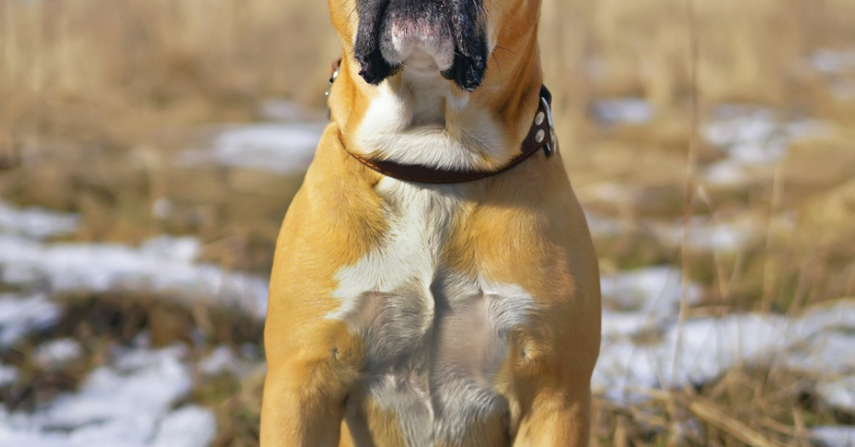 Dogue De Majorque Caractère Santé Alimentation Prix Et