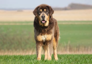 Photo : chien de race Dogue du Tibet sur Woopets