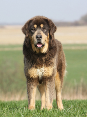 Photo : chien de race Dogue du Tibet sur Woopets