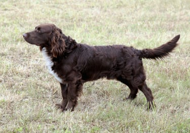 Photo : chien de race Chien d'Oysel sur Woopets