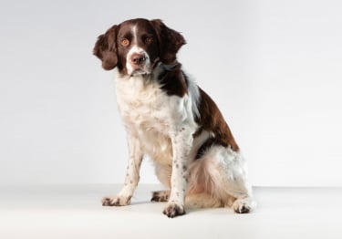 Photo : chien de race Epagneul à perdrix de Drente sur Woopets