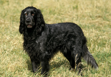 Photo : chien de race Epagneul Bleu de Picardie sur Woopets