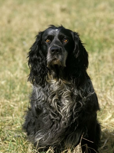 Photo : chien de race Epagneul Bleu de Picardie sur Woopets