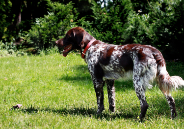 Photo : chien de race Epagneul Français sur Woopets