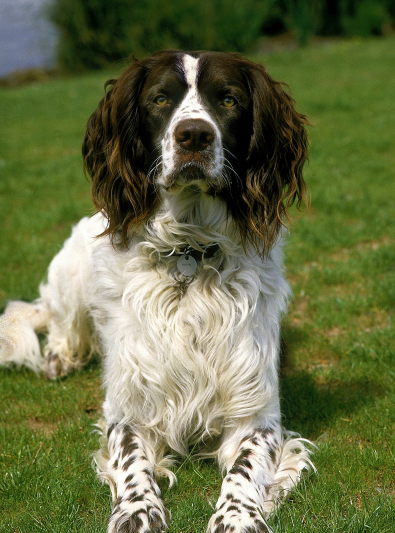 Photo : chien de race Epagneul Français sur Woopets