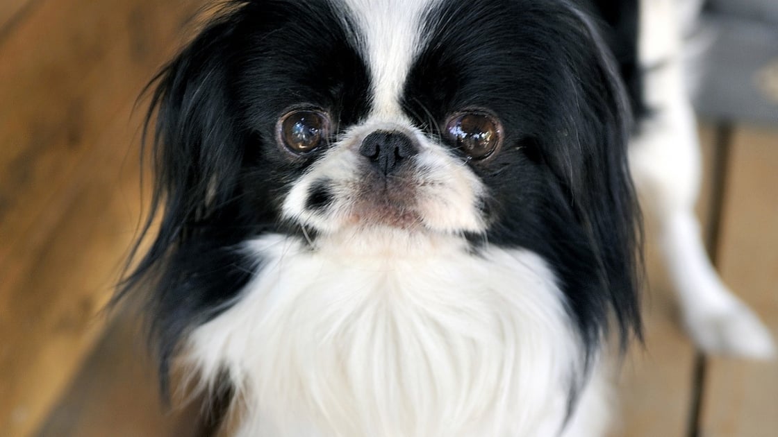 Epagneul Japonais Caractere Sante Alimentation Prix Et Entretien