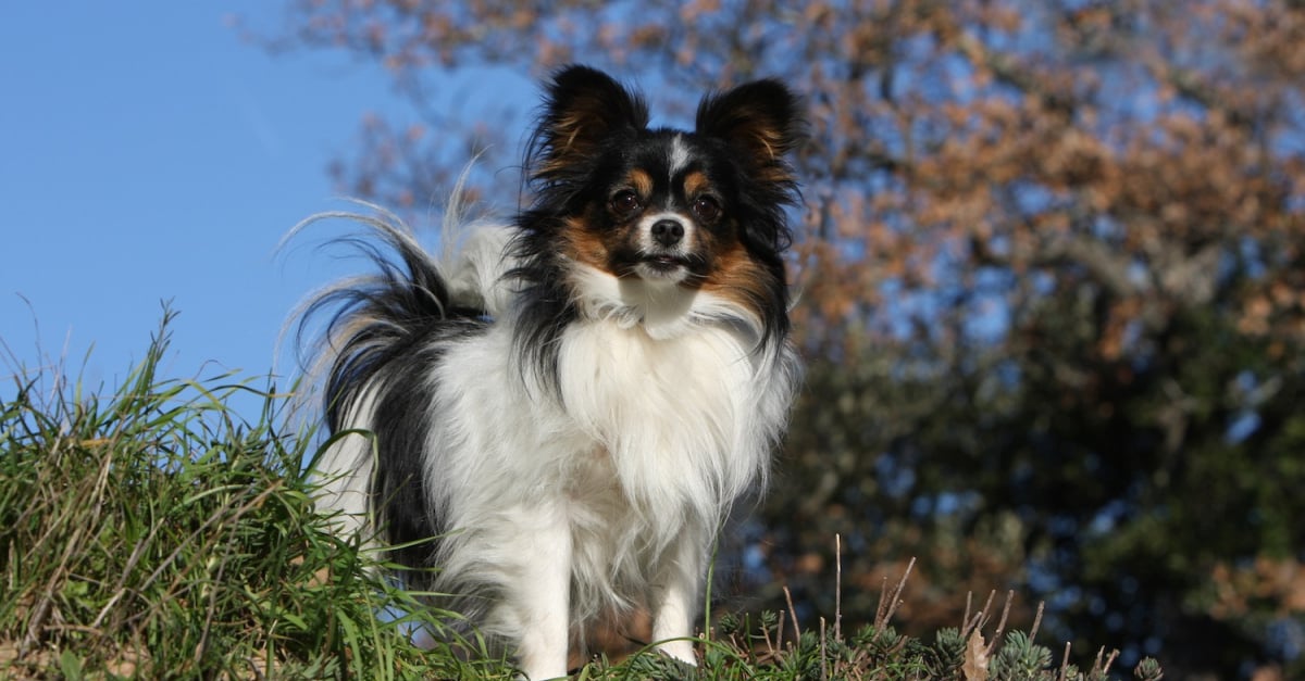 Epagneul Nain Continental Caractere Sante Alimentation Prix Et Entretien Epagneul Nain Continental Caractere Sante Alimentation Prix Et Entretien