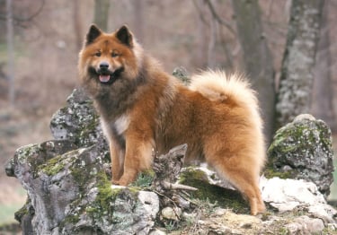 Photo : chien de race Eurasier sur Woopets