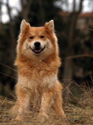 Photo : chien de race Eurasier sur Woopets