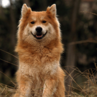 Photo de Eurasier