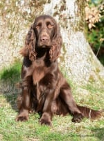 Photo : chien de race Field-Spaniel sur Woopets