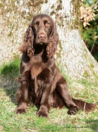 Illustration de la race "Field-Spaniel"