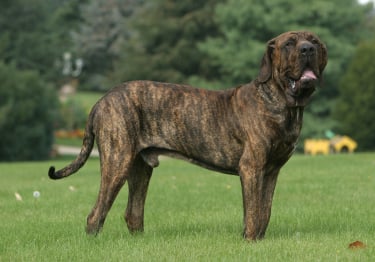 Photo : chien de race Fila Brasileiro sur Woopets