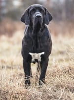 Photo : chien de race Fila Brasileiro sur Woopets