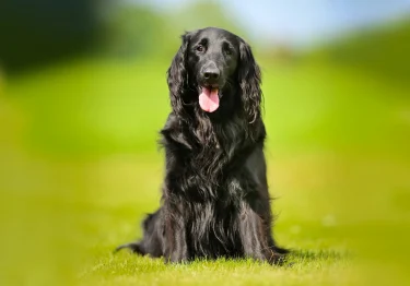 Photo : chien de race Flat-Coated Retriever sur Woopets