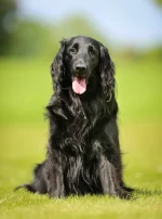 Photo : chien de race Flat-Coated Retriever sur Woopets