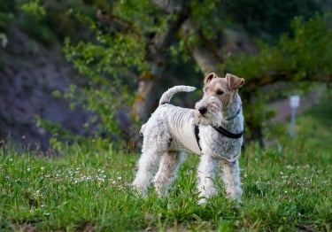 Photo : chien de race Fox Terrier sur Woopets