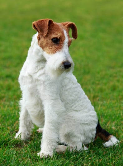 Fox Terrier Caractère Santé Alimentation Prix Et Entretien