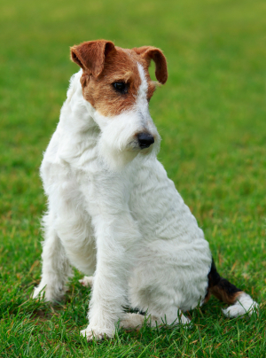 Photo : chien de race Fox Terrier sur Woopets