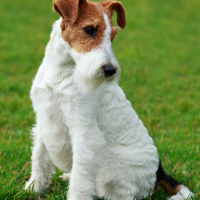 Photo de Fox Terrier